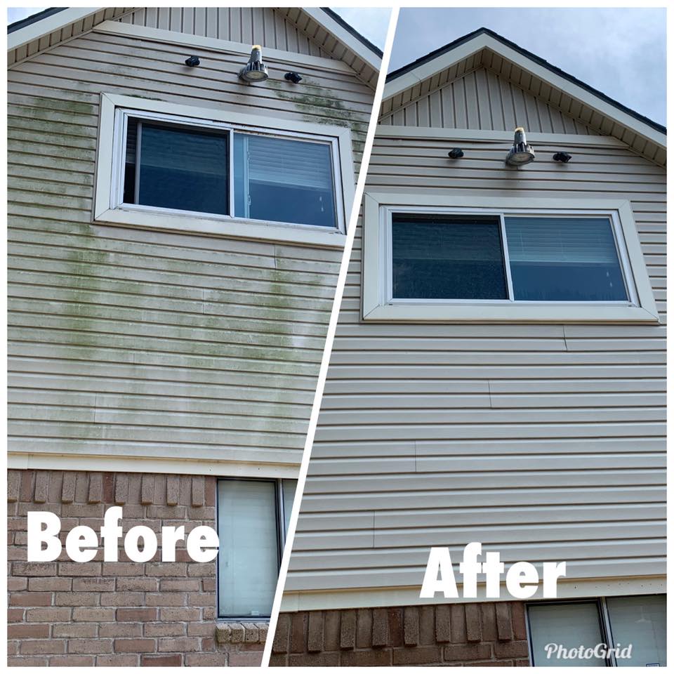 Reliable and Affordable Damage Free Mildew Removal