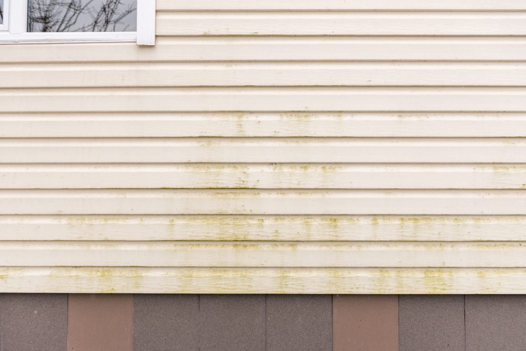 3 Great Reasons To Consider Damage Free Mildew Removal